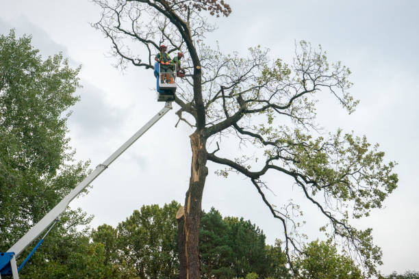 Best Arborist Services Near Me  in Hudson Oaks, TX